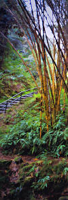 Bamboo in Botanical Tropical Garden- Hawaii Big Isle Pt 1