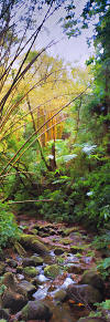 Bamboo in Botanical Tropical Garden- Hawaii Big Isle Pt 3