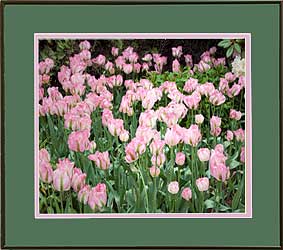 Greenland Tulips with mats of Ivy Green over Madagascar Pink